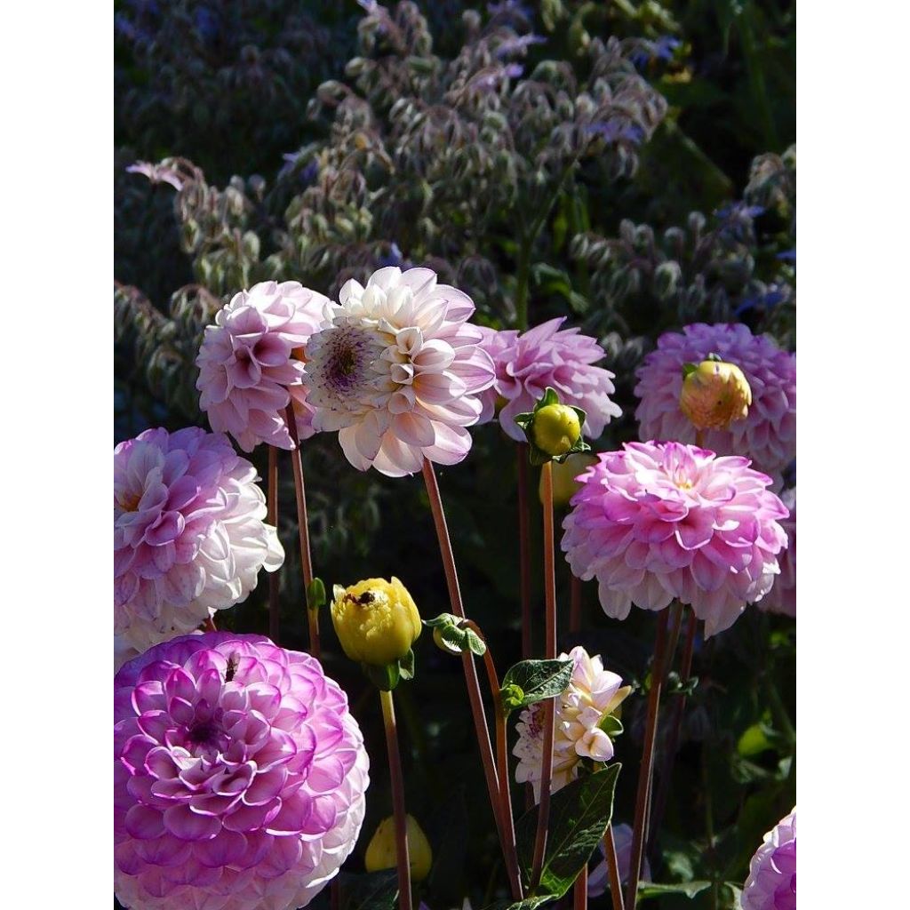 Dalia bola Genova