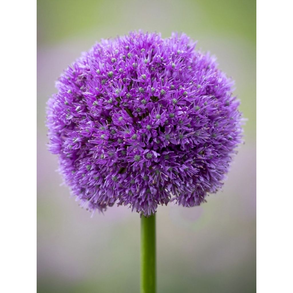 Allium macleanii - Ajo decorativo