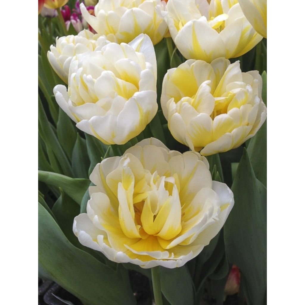 Tulipán doble de flor temprana Flaming Evita