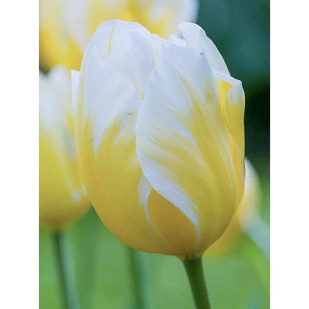 Tulipán Triunfo Happy People