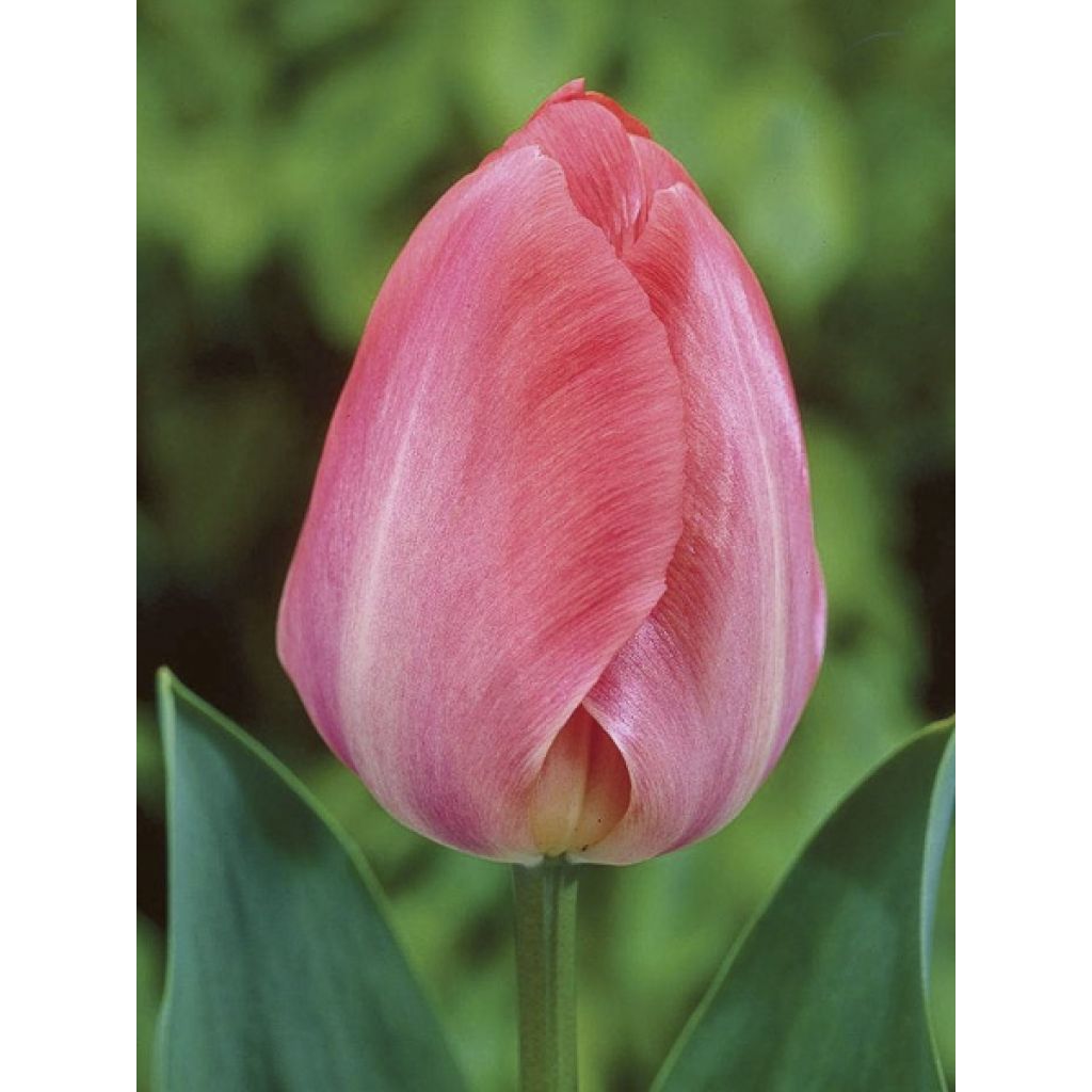 Tulipán híbrido Darwin Van Eijk