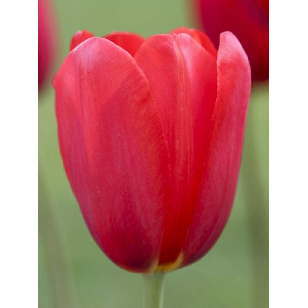 Tulipán simple de flor tardía Sky High Scarlet