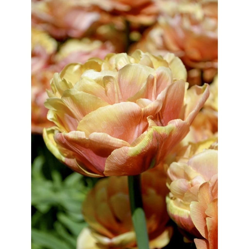 Tulipán doble de flor temprana Copper Image