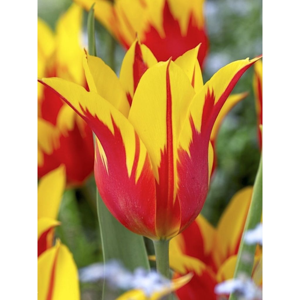 Tulipán flor de lis Fire Wings