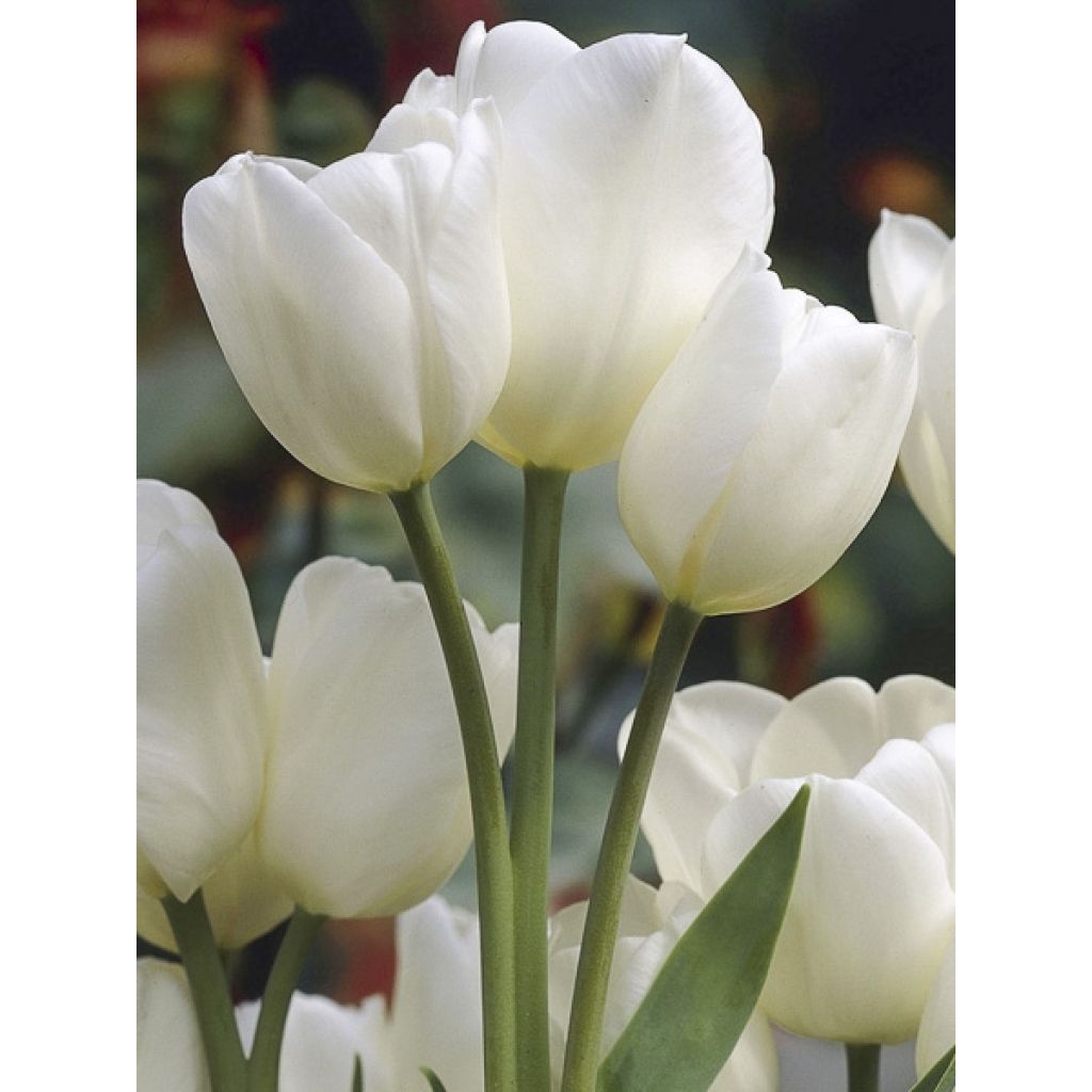 Tulipán multiflor Weisse Berliner