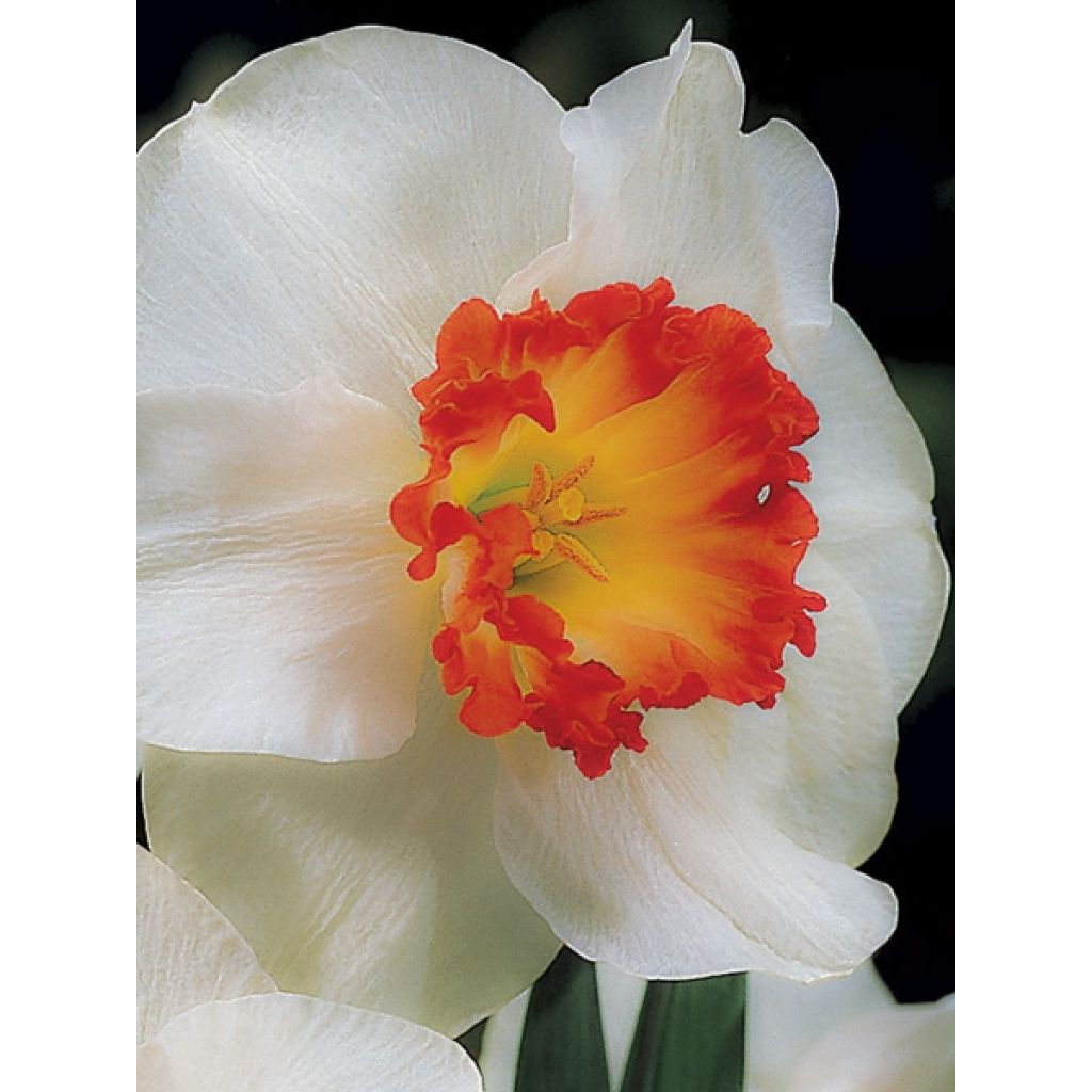 Narciso Ring of Fire