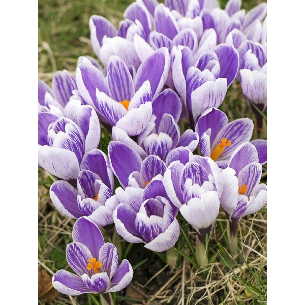 Crocus Pickwick