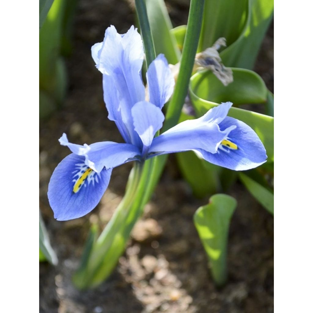 Iris reticulata Cantab - Lirio