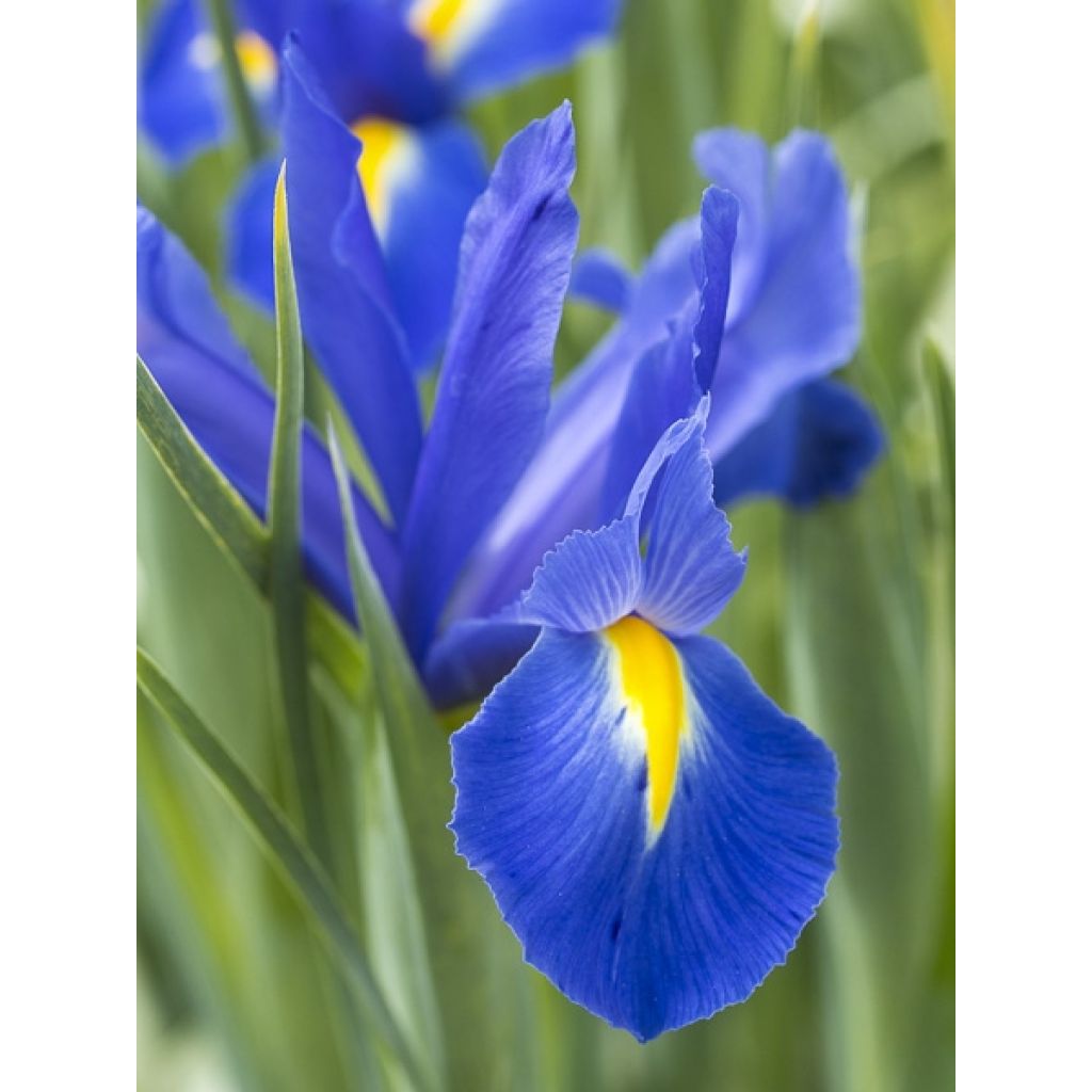 Iris hollandica Professor Blaauw - Iris de Holanda