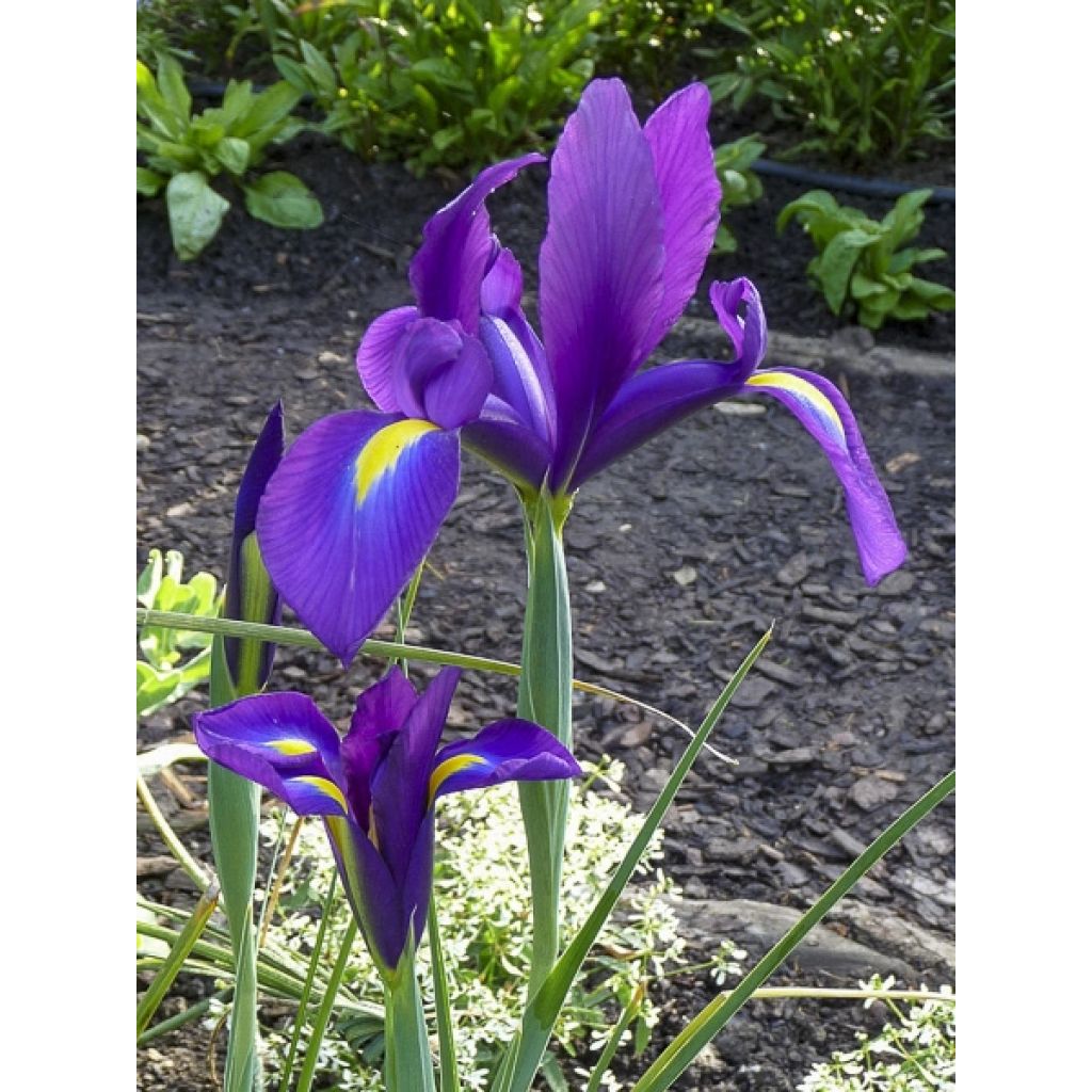 Iris hollandica Purple Sensation - Iris de Holanda