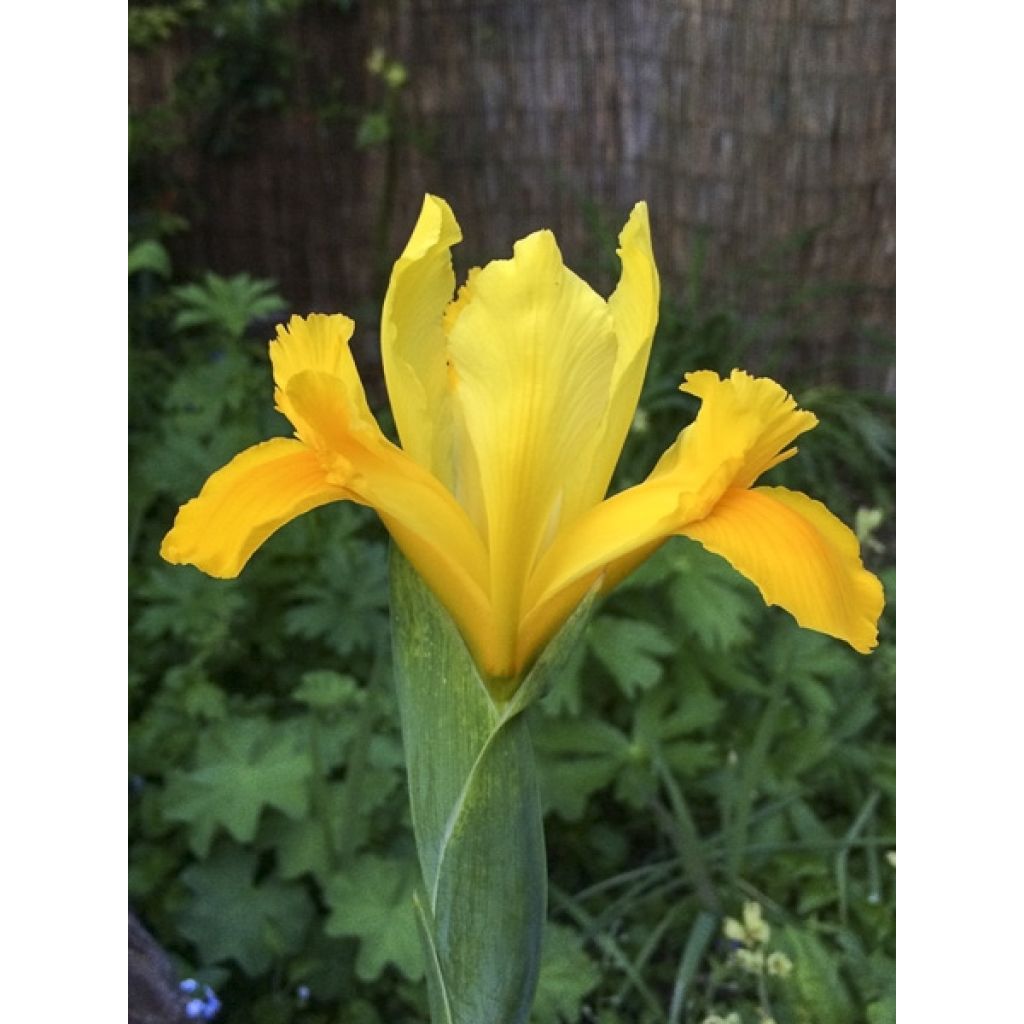 Iris hollandica Royal Yellow - Iris de Holanda