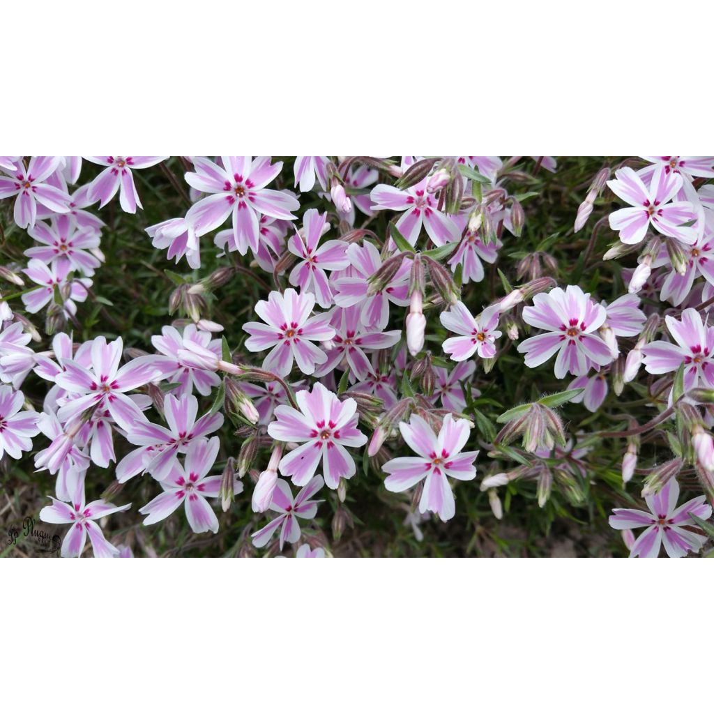 Phlox subulata Candy Stripes - Flox musgoso