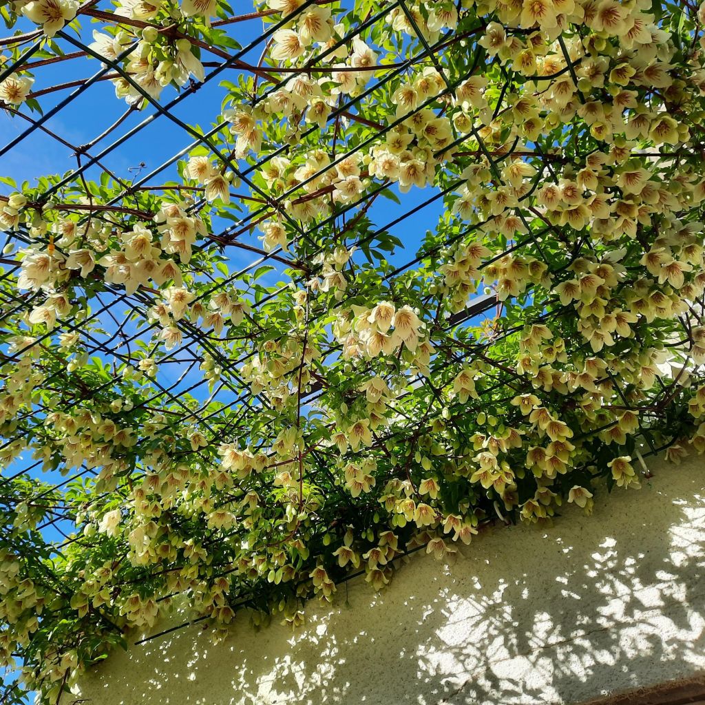 Clematis napaulensis Christmas Surprise