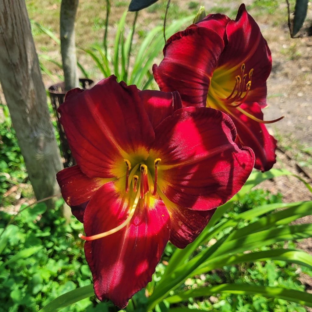Hemerocallis Jolly Hearts