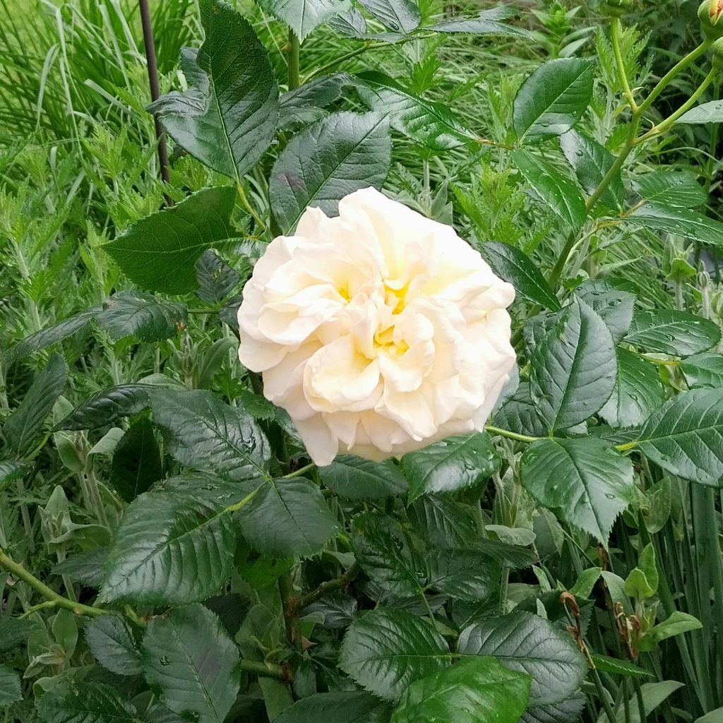 Rosal Amber Voluptia