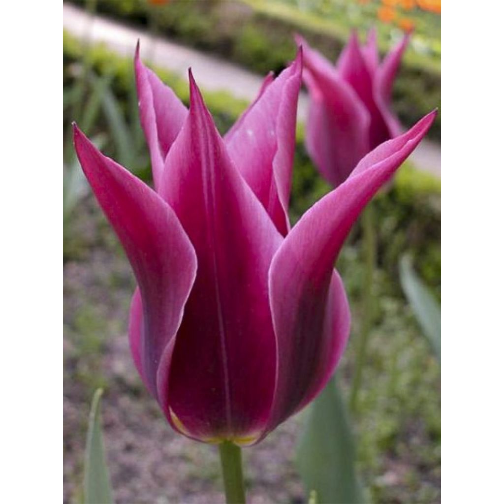 Tulipán flor de lis Maytime