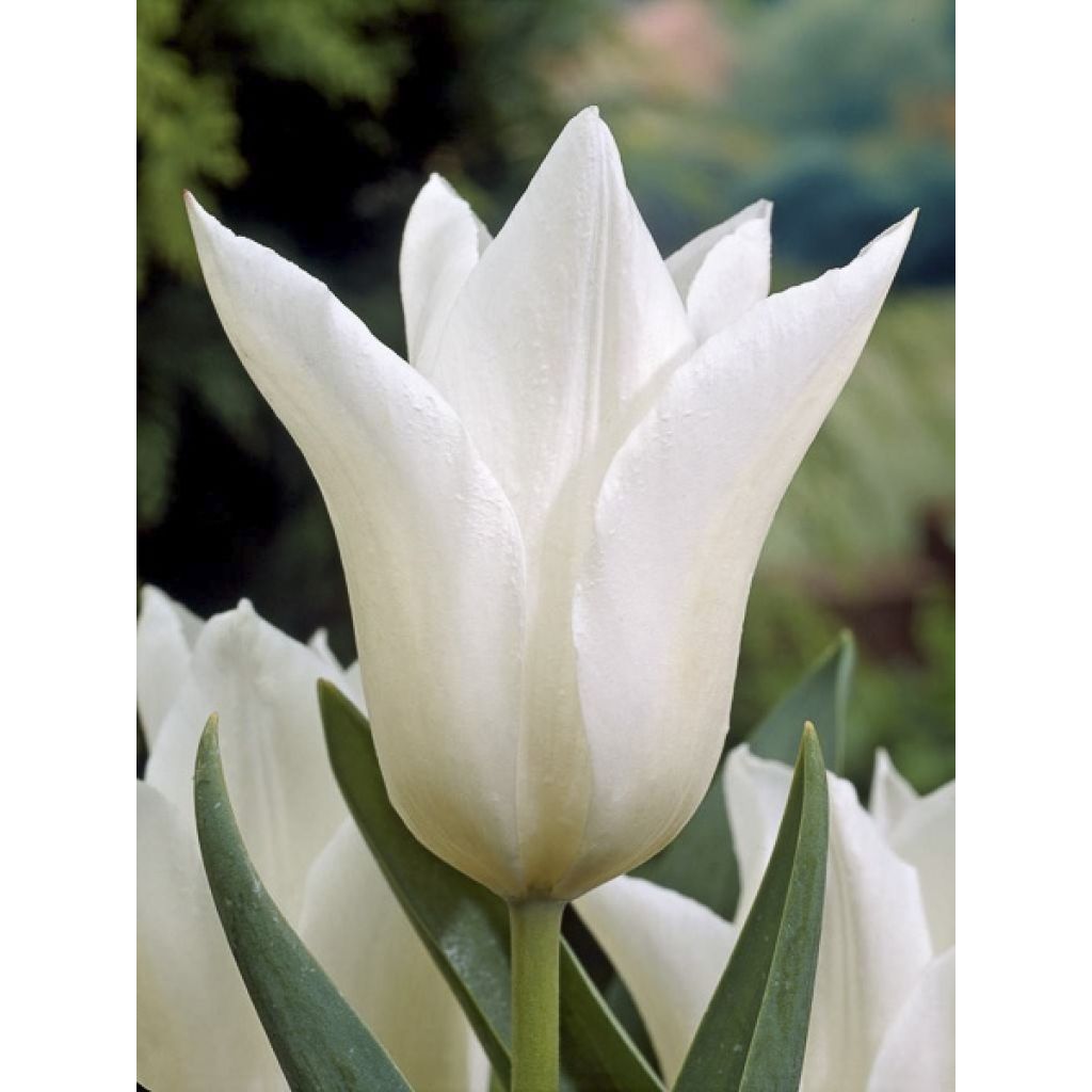 Tulipán flor de lis White Triumphator