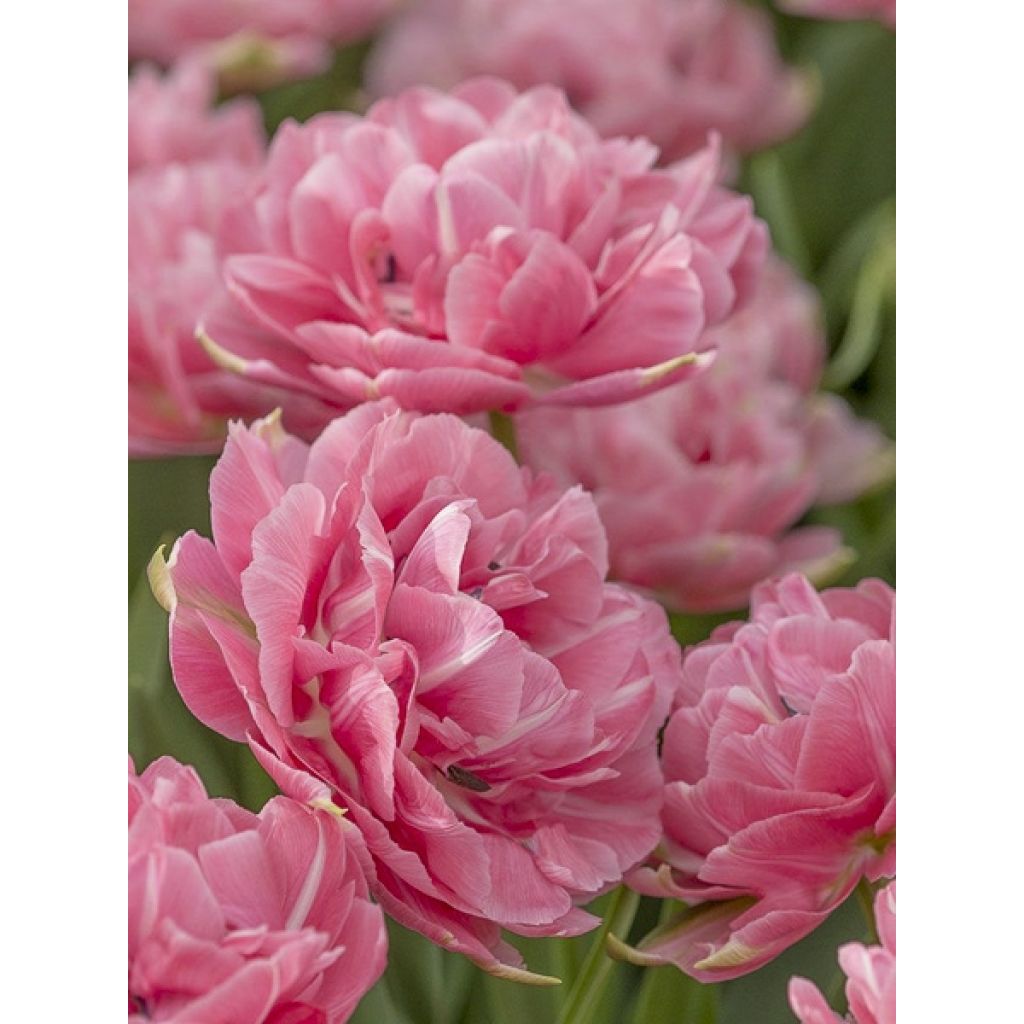 Tulipán doble de flor tardía Aveyron