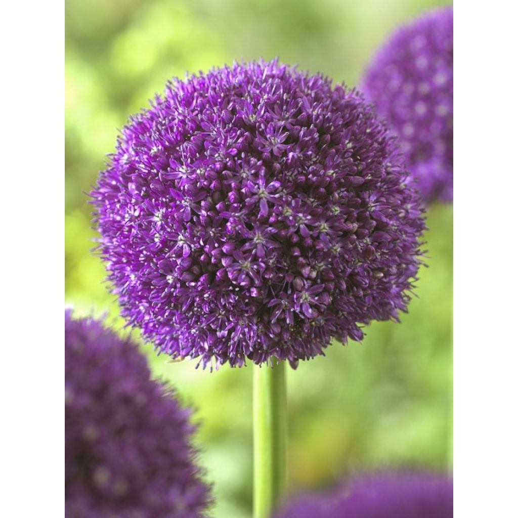 Allium Ambassador - Ajo decorativo