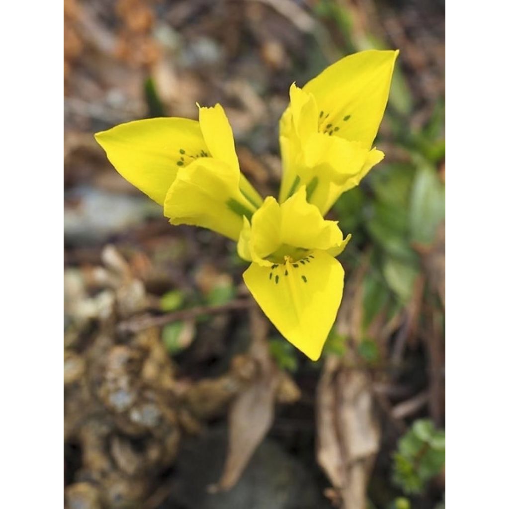 Iris reticulata danfordiae - Lirio