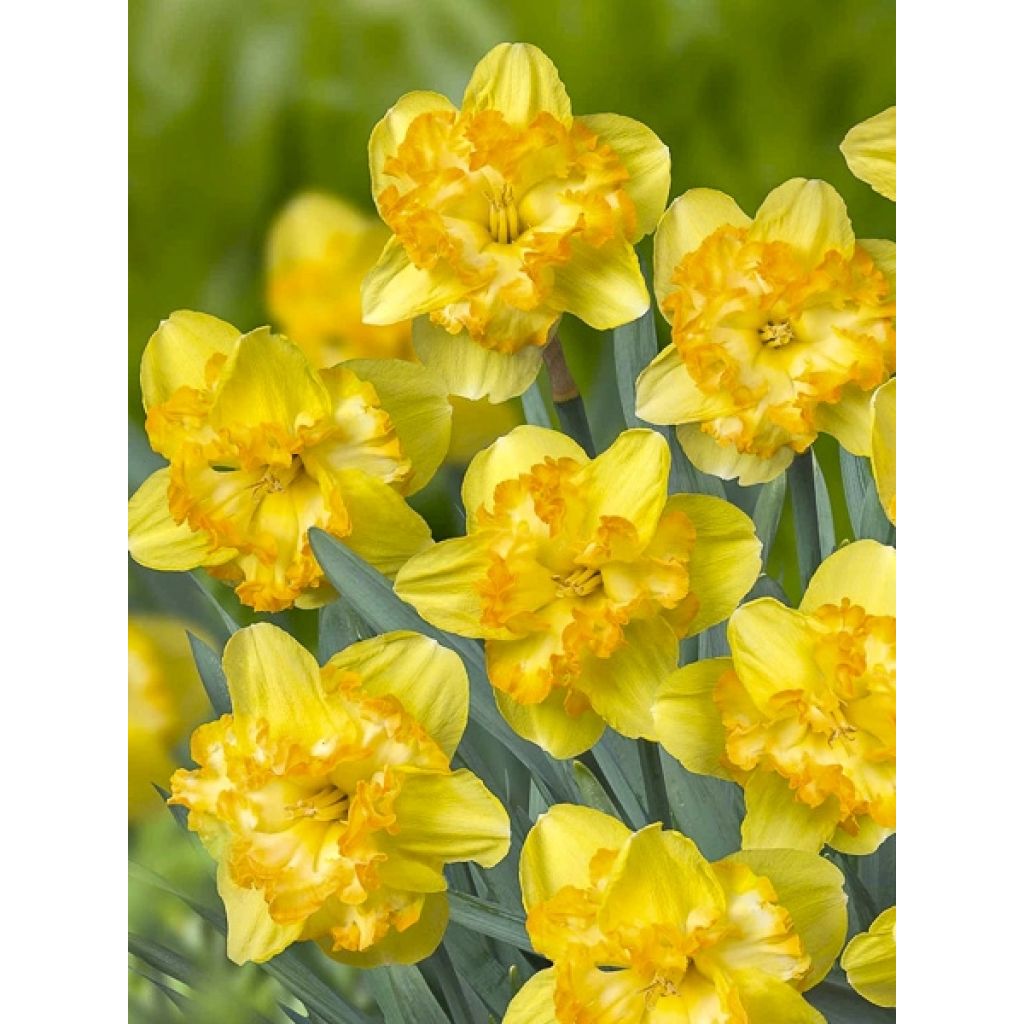 Narciso Blazing Starlet