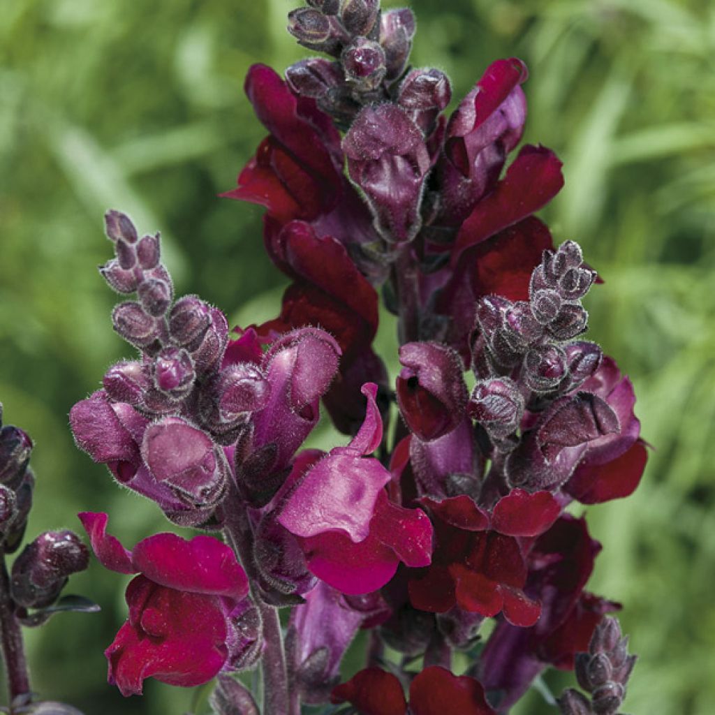 Antirrhinum Black Prince (semillas)