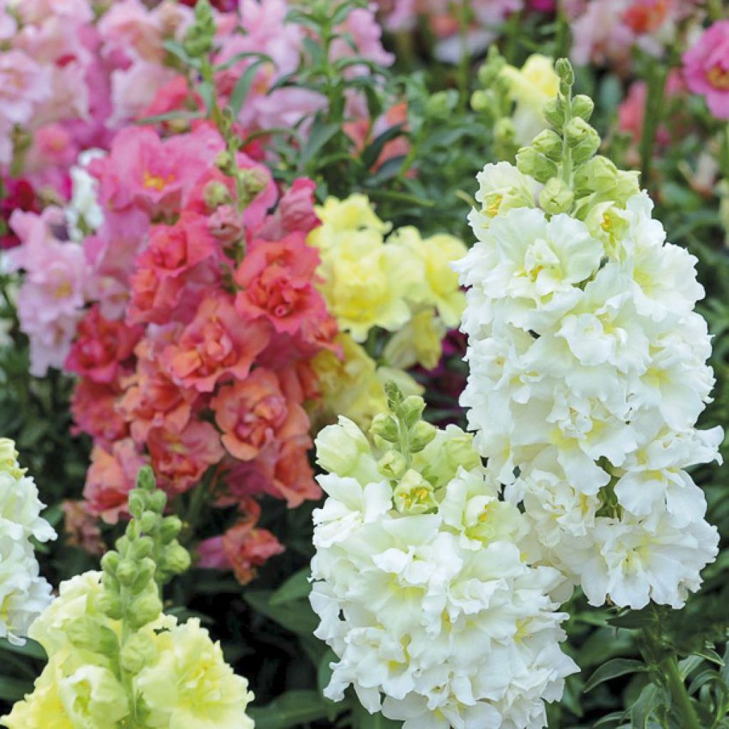 Antirrhinum Double Madame Butterfly Mixed