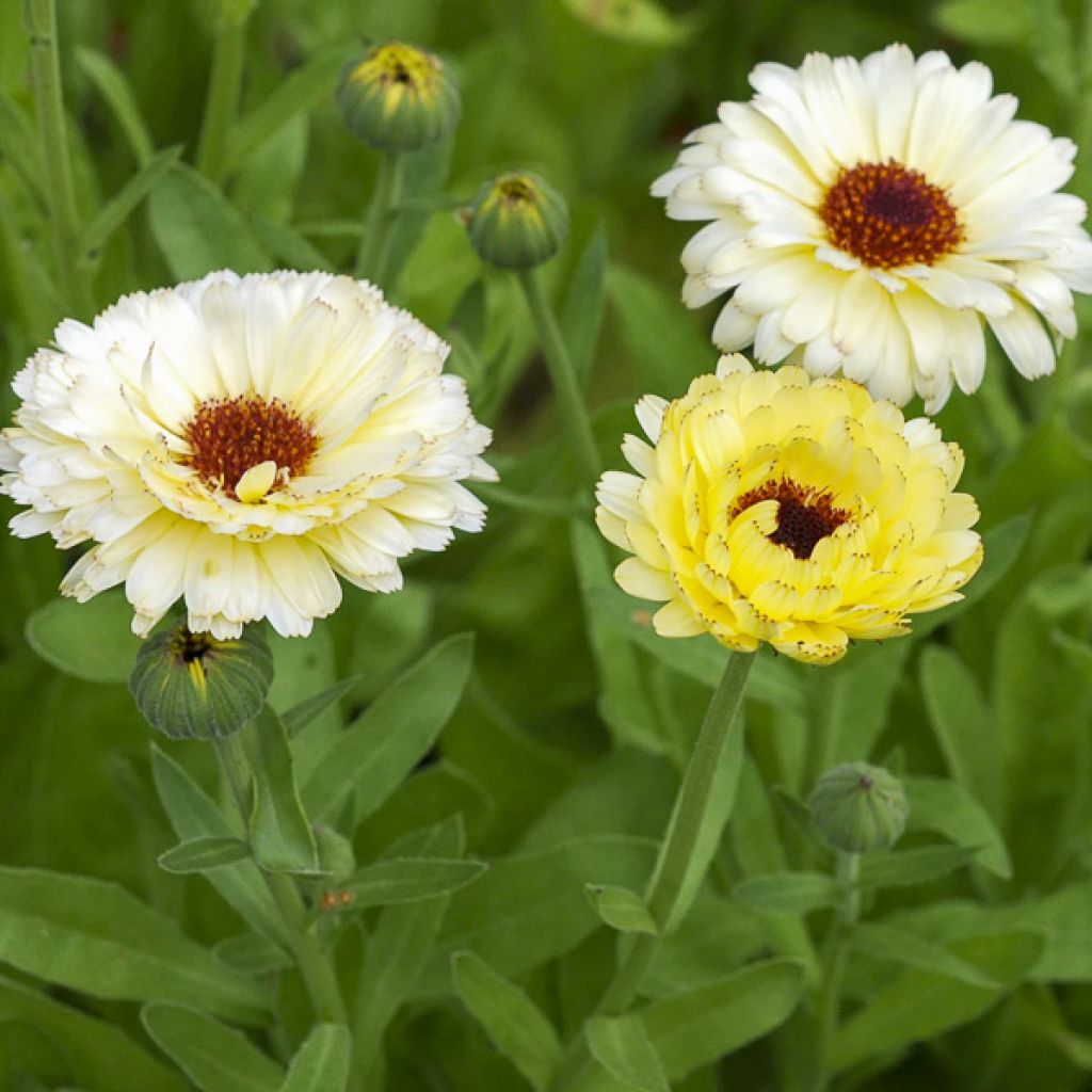 Calendula officinalis Snow Princess