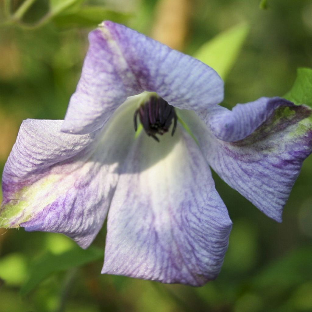 Clematis viticella Caerulea Luxurians