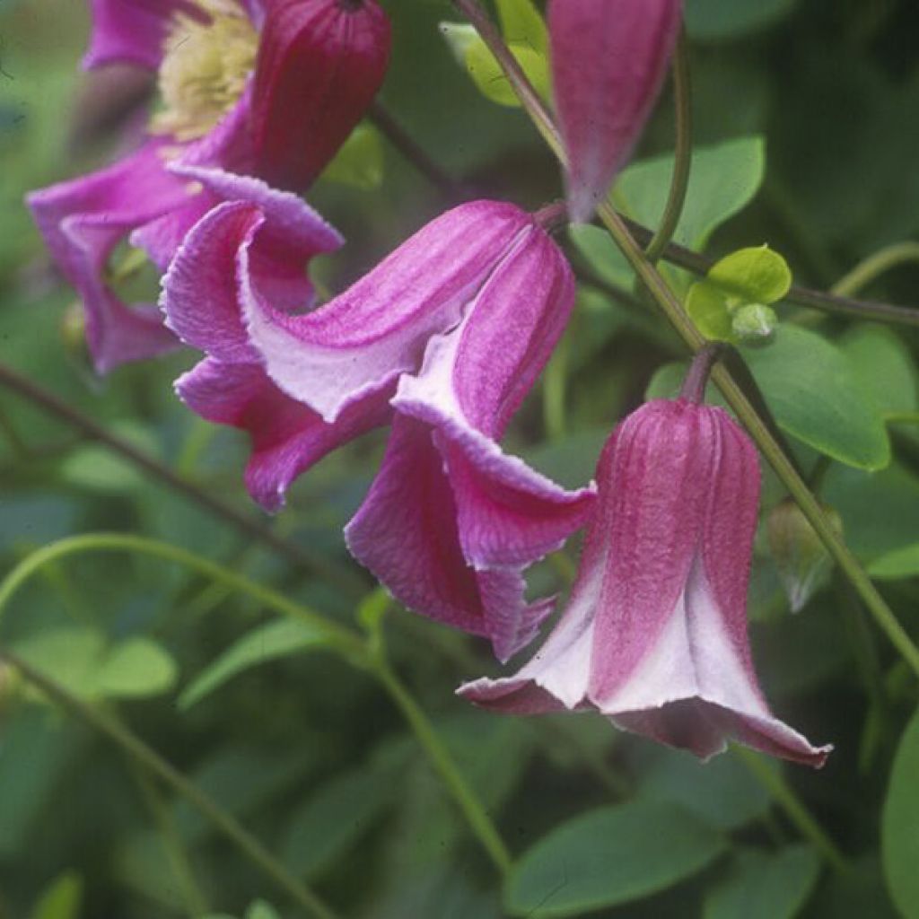 Clematis Etoile Rose