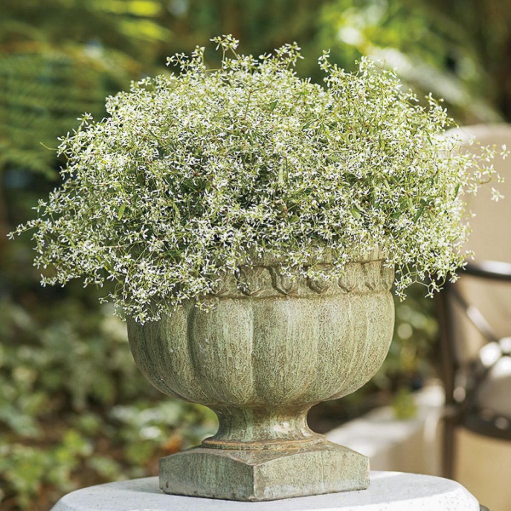 Euphorbia hypericifolia Diamond Frost - Lechetrezna