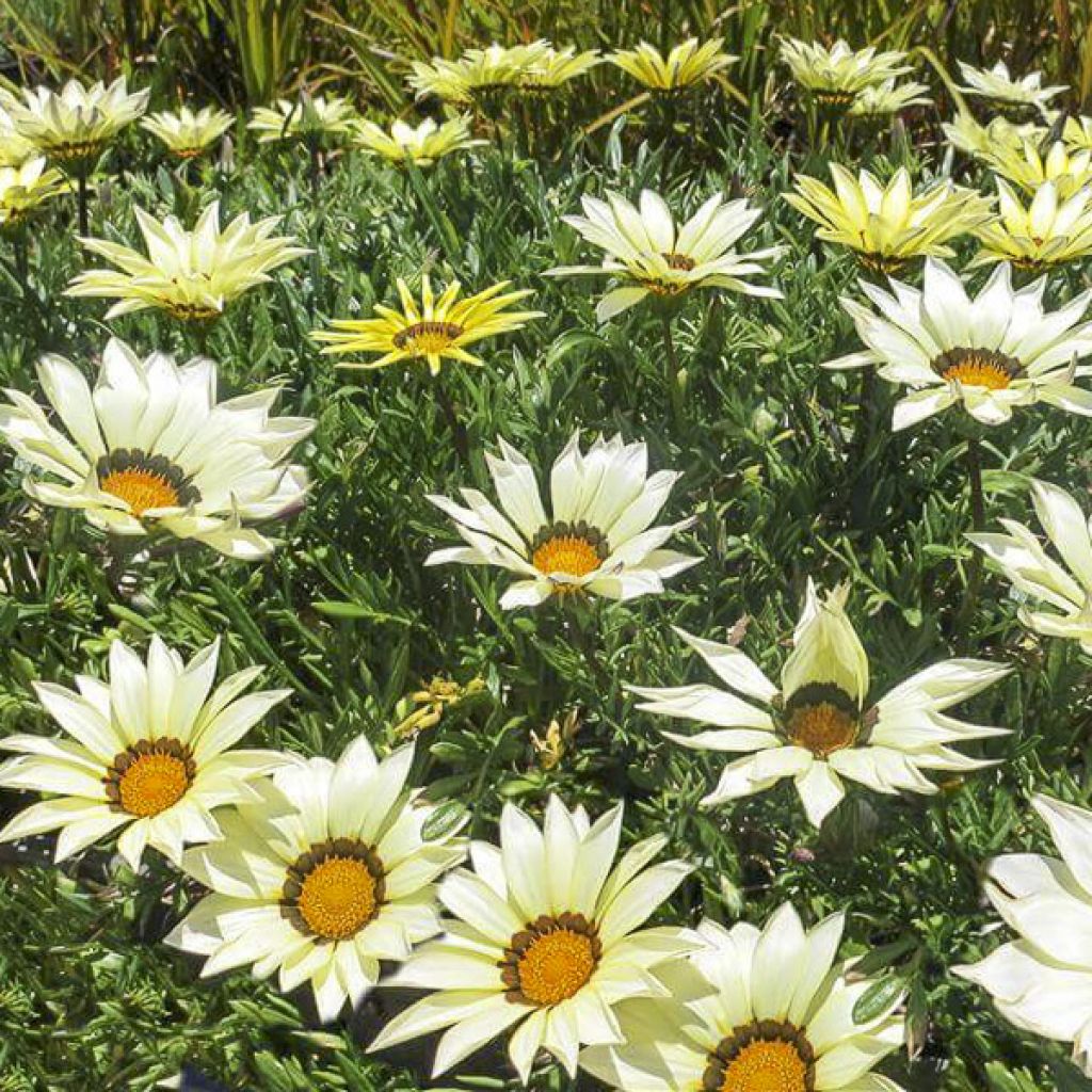 Gazania rigens Kiss White F1
