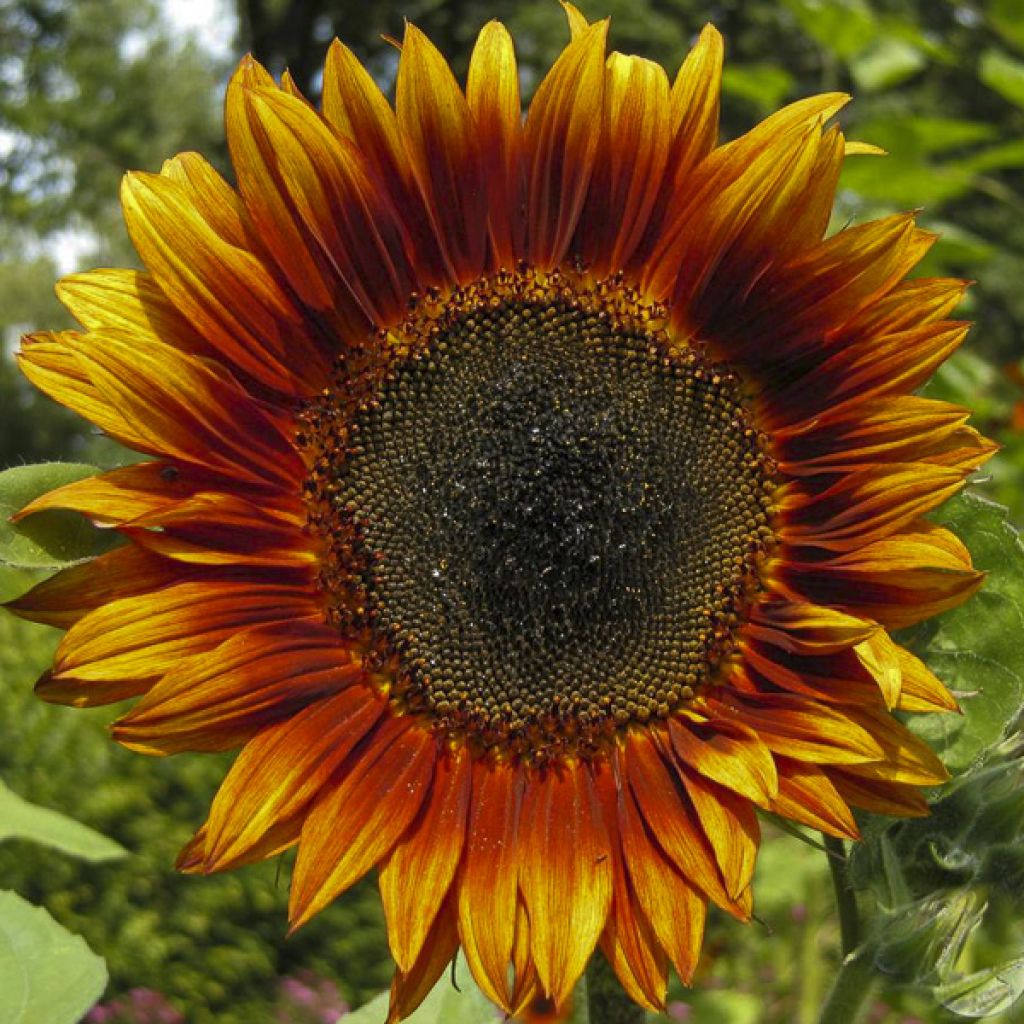 Girasol Velvet Queen