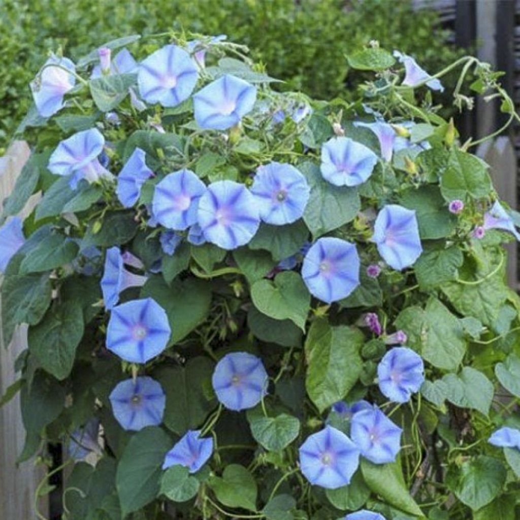 Ipomoea purpurea Light Blue Star