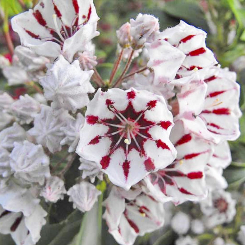 Kalmia latifolia Bumblebee