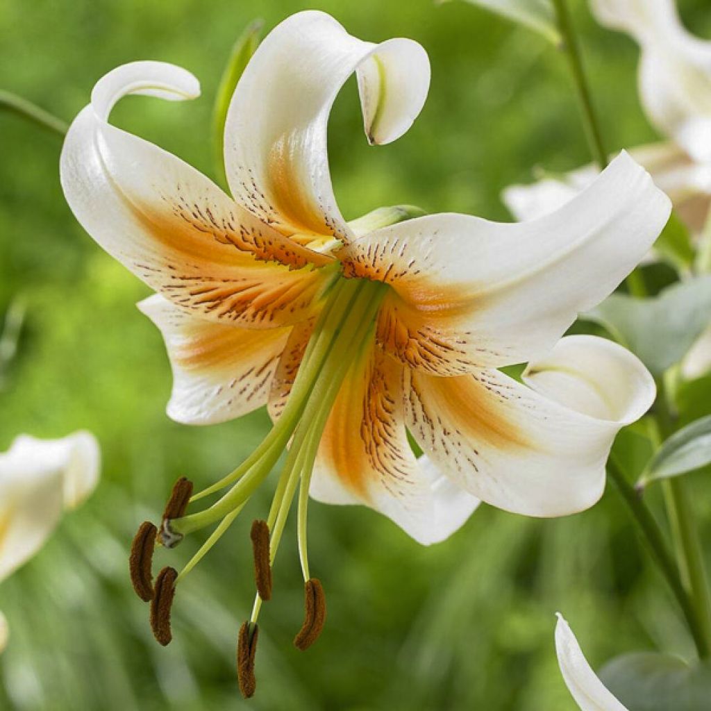 Lilium henryi Lady Alice - Azucena