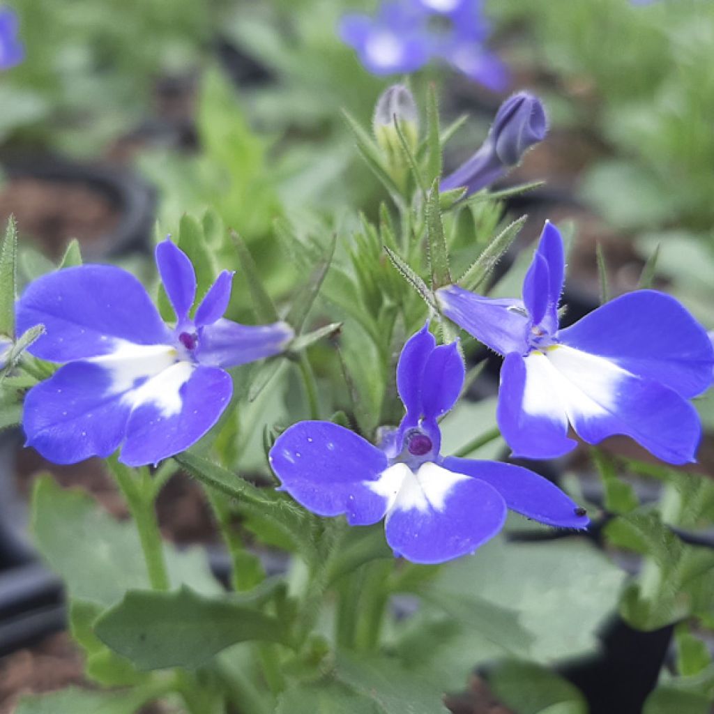 Lobelia erinus Hot Bavaria