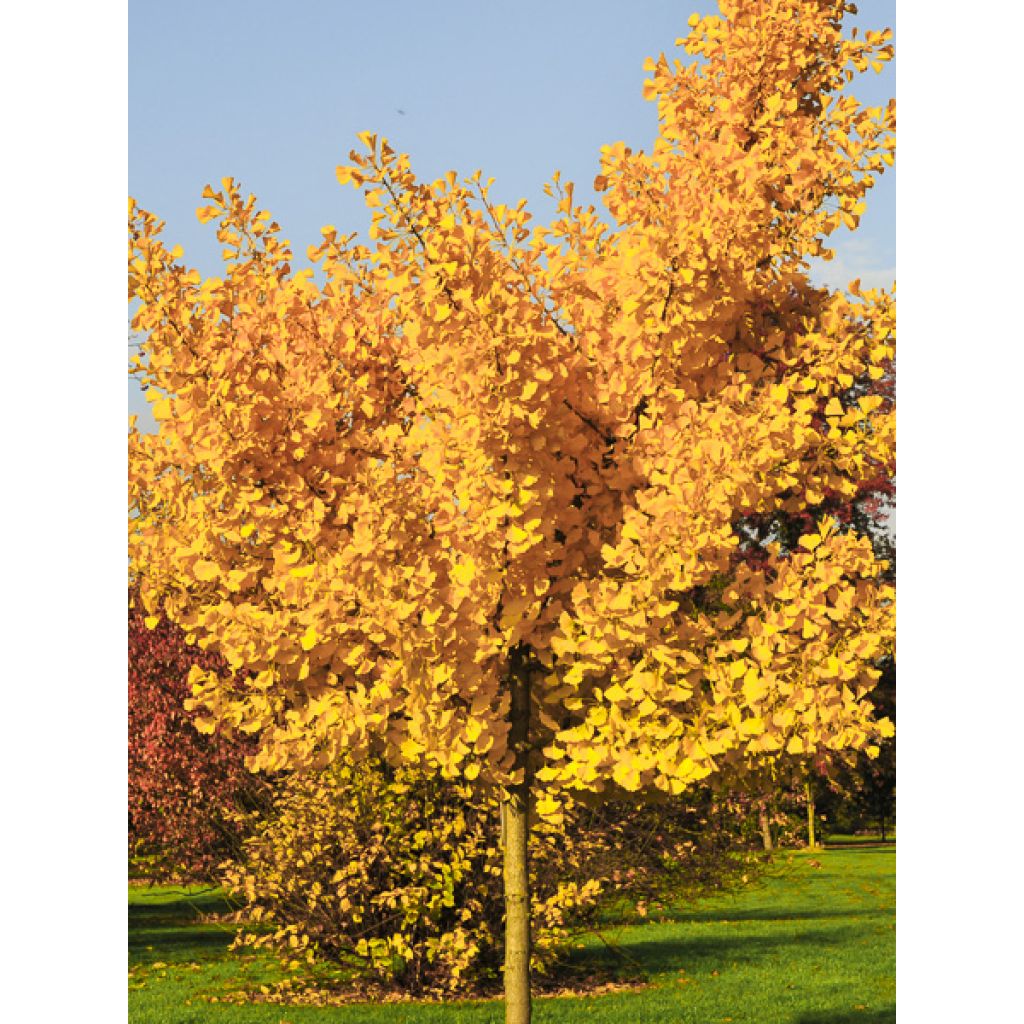 Gingo biloba Autumn Gold - Árbol sagrado