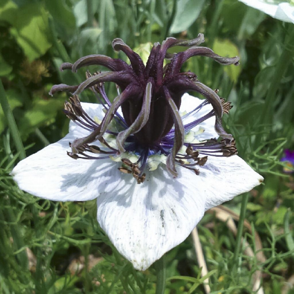 Nigella papillosa African Bride