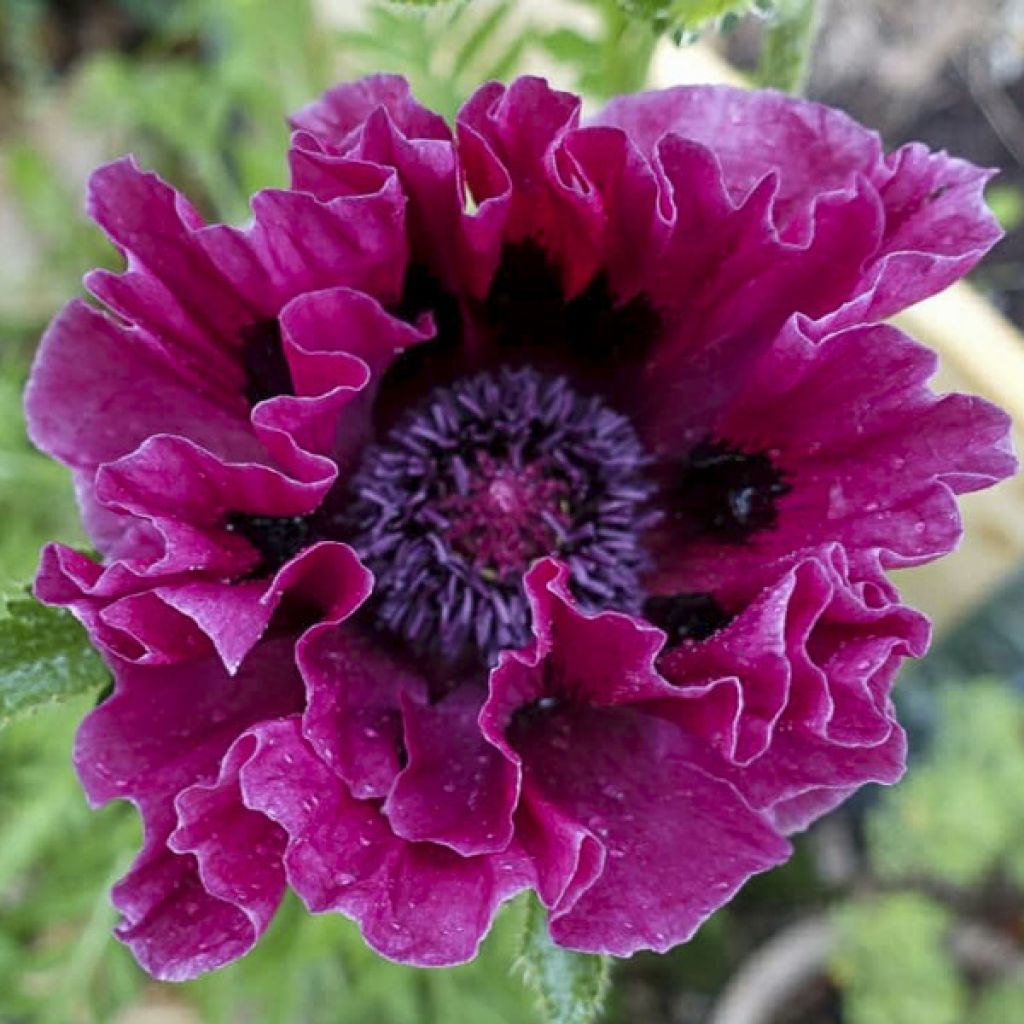 Amapola oriental Harlem - Papaver orientale
