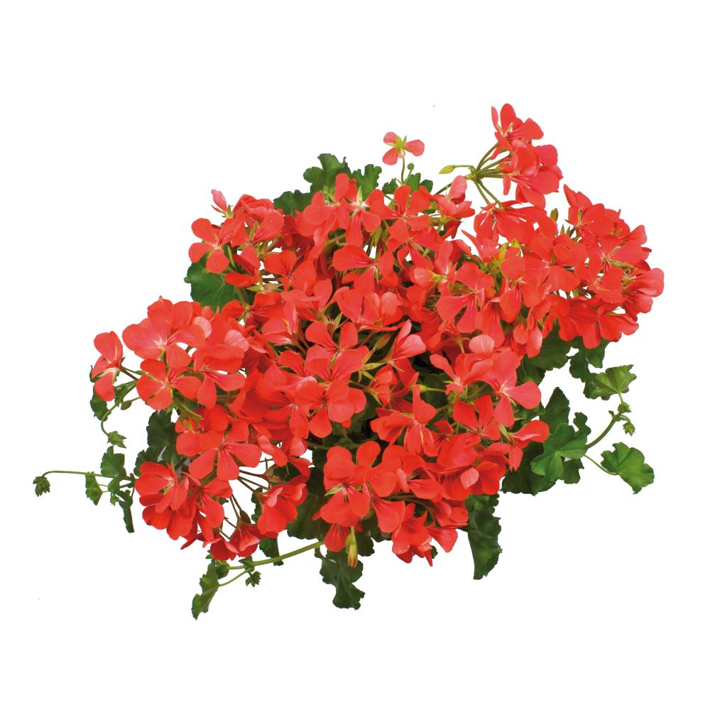 Géranium-lierre Royal Single Orange
