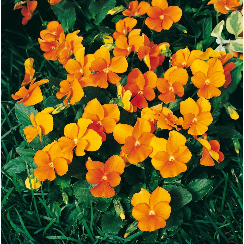 Viola cornuta F1 Penny Orange - Violeta