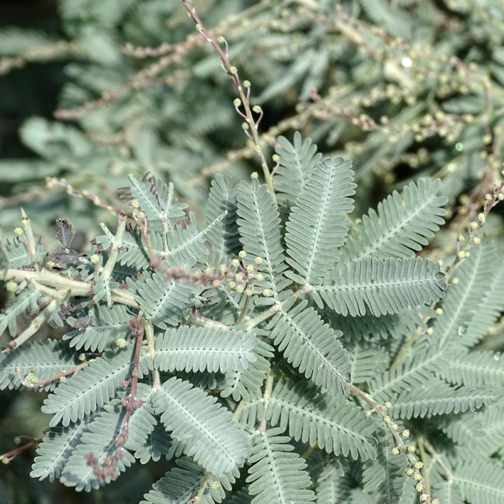 Acacia baileyana Songlines - Mimosa