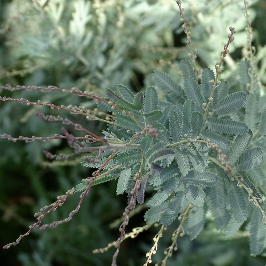 Acacia baileyana Songlines - Mimosa