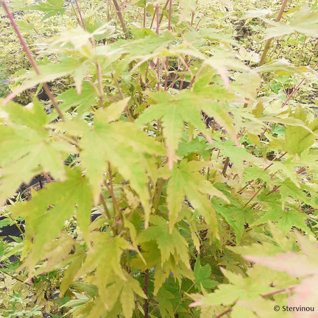 Acer palmatum Red Wood - Arce japonés