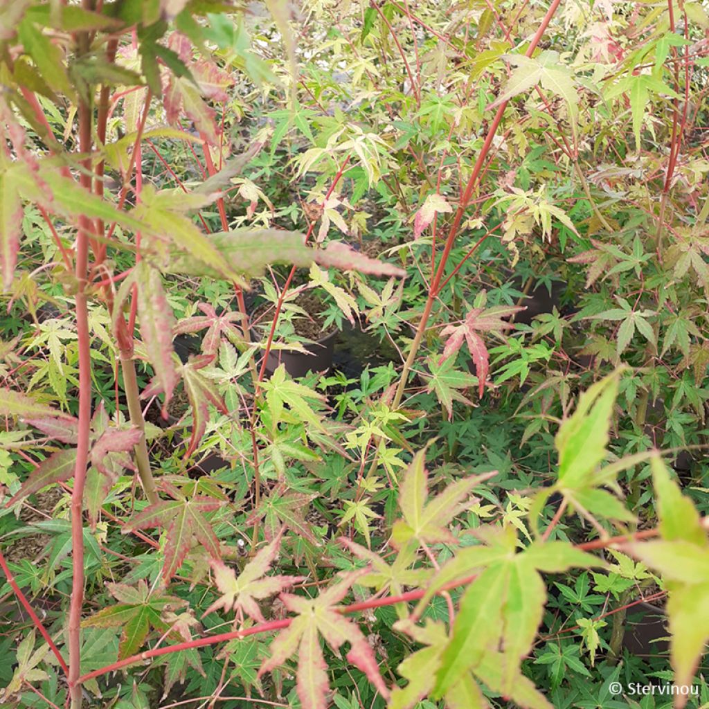 Acer palmatum Ueno Yama - Arce japonés