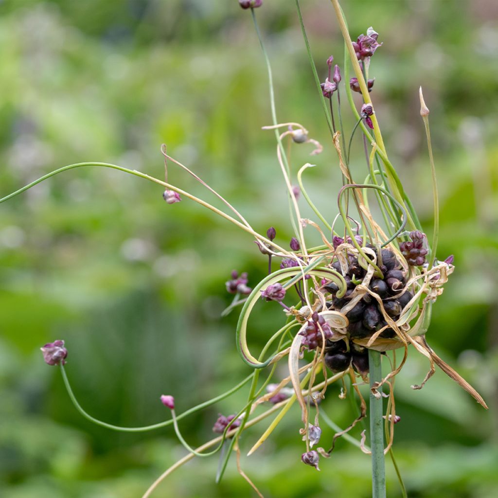 Allium scorodoprasum Art - Ajo decorativo