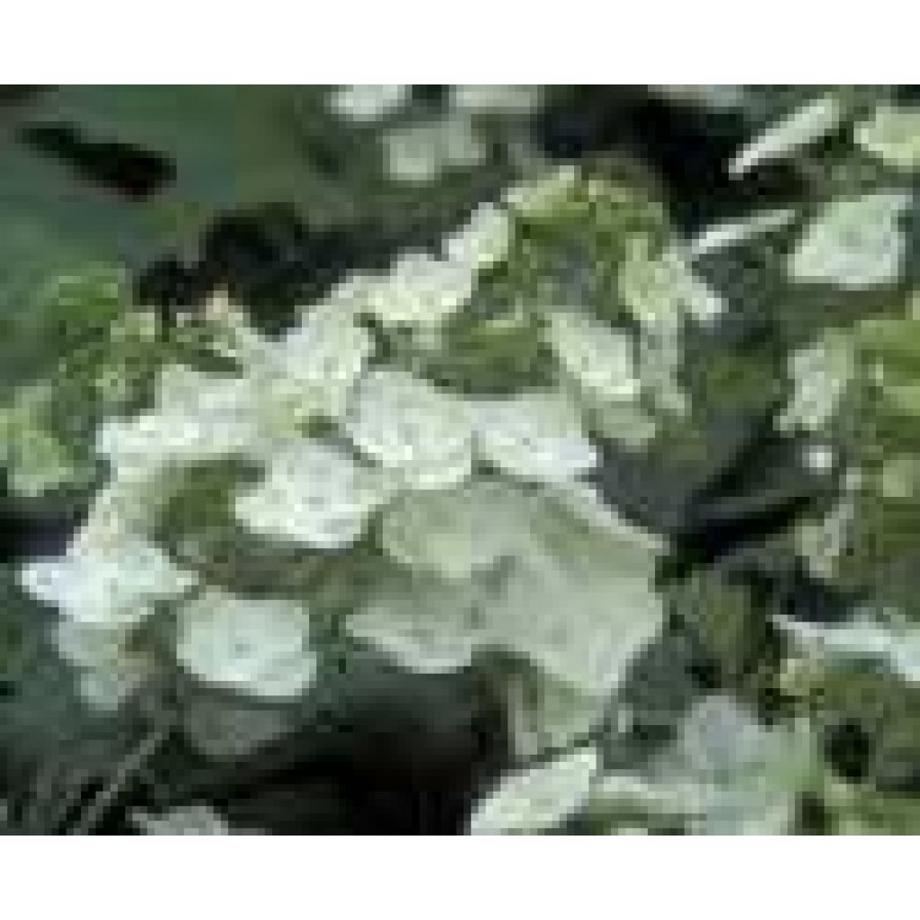 Hortensia quercifolia Applause - Hortensia de hoja de roble