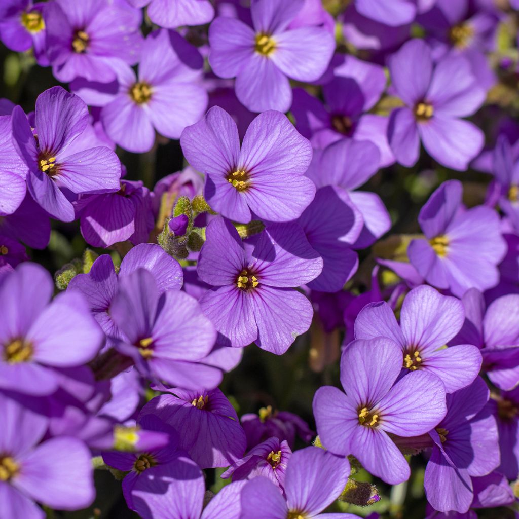 Aubrieta Hürth