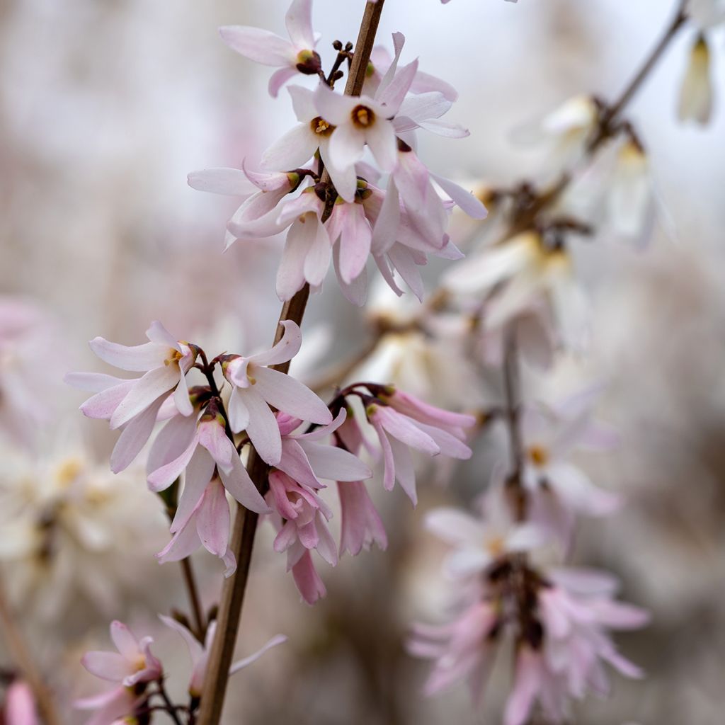 Abeliophyllum distichum Roseum - Forsitia rosa de Corea